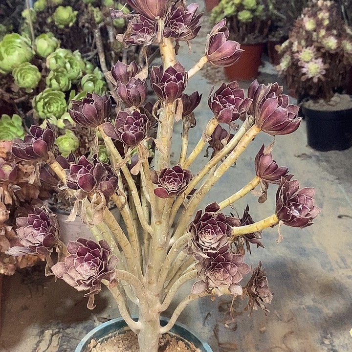 黑法多肉植物017。