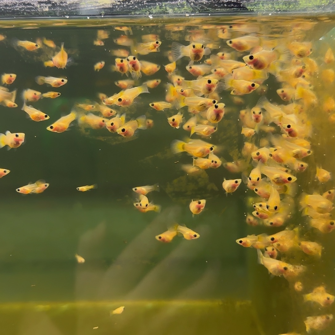 孔雀鱼黄金玻璃猫苗10条随机