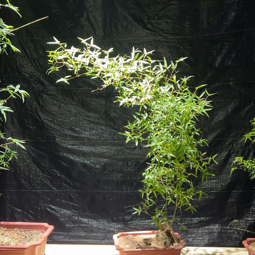 无花朵茶台小精品