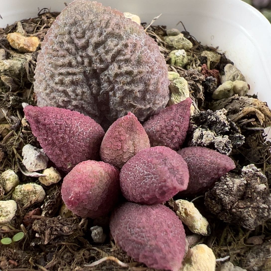 粉核桃大苗多肉植物水泡