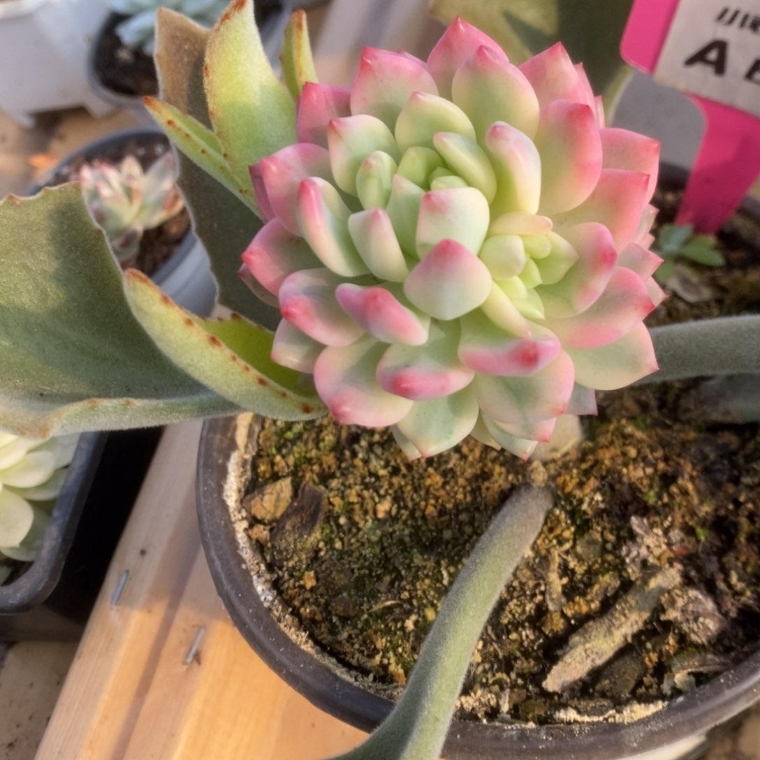 671蓝苹果锦锦锦锦锦