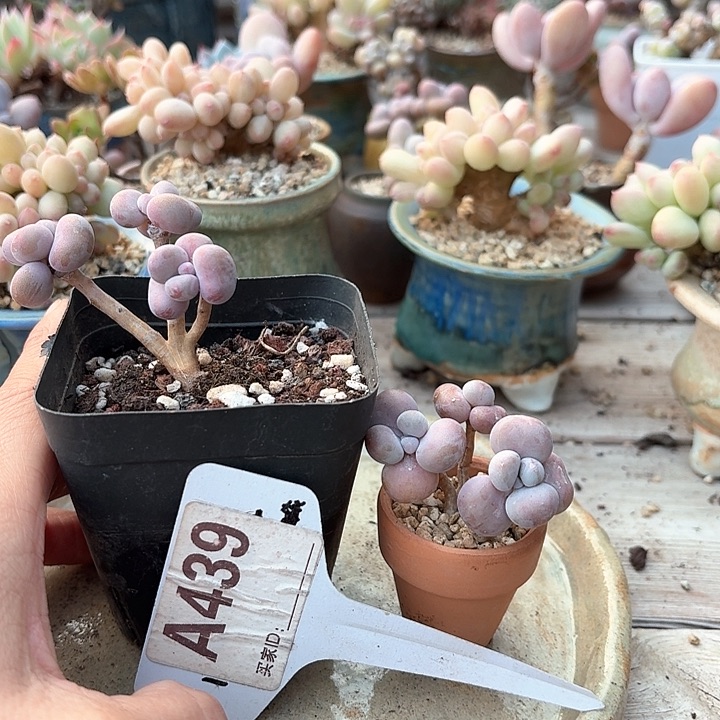 大*怪c b c ch c j j 439