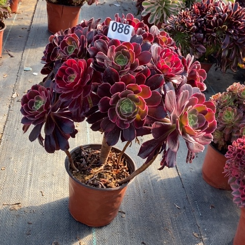 金丝确多肉植物法师不包损