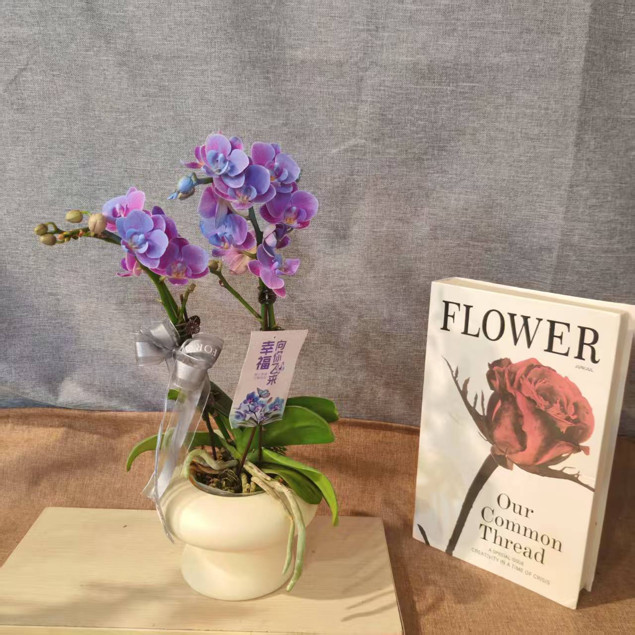 【梦幻小蓝】马卡龙色系蝴蝶兰室内花卉-喷染