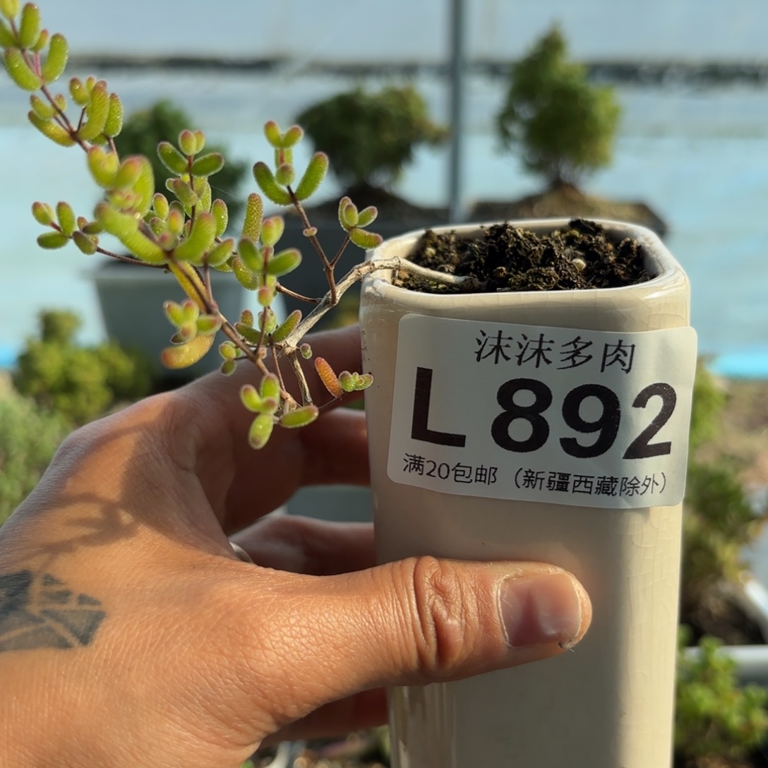892冰糖飘枝枝干福利