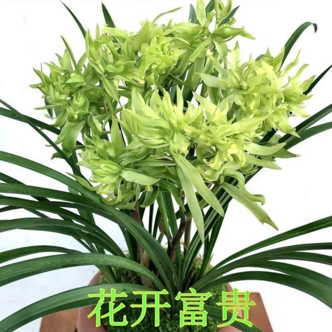 花开富贵浓香型春兰室内绿植盆栽好养易活兰花苗