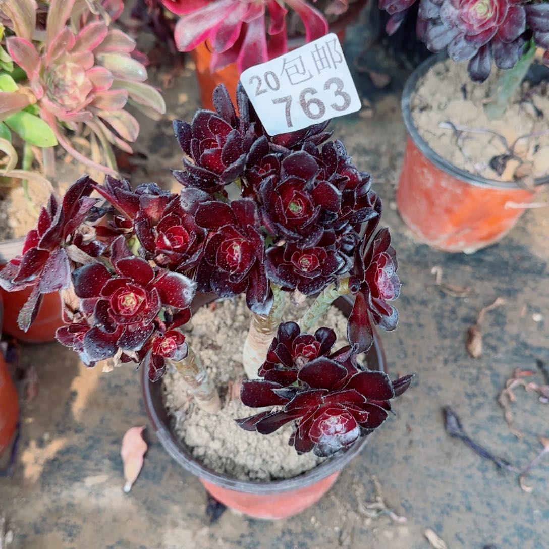 黑豆多肉763满20包邮断枝不包