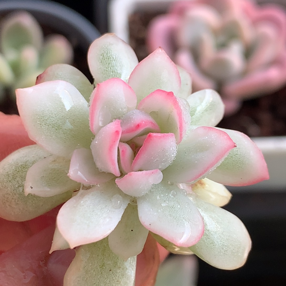 雨燕座侧牙可嫁接j j j j l