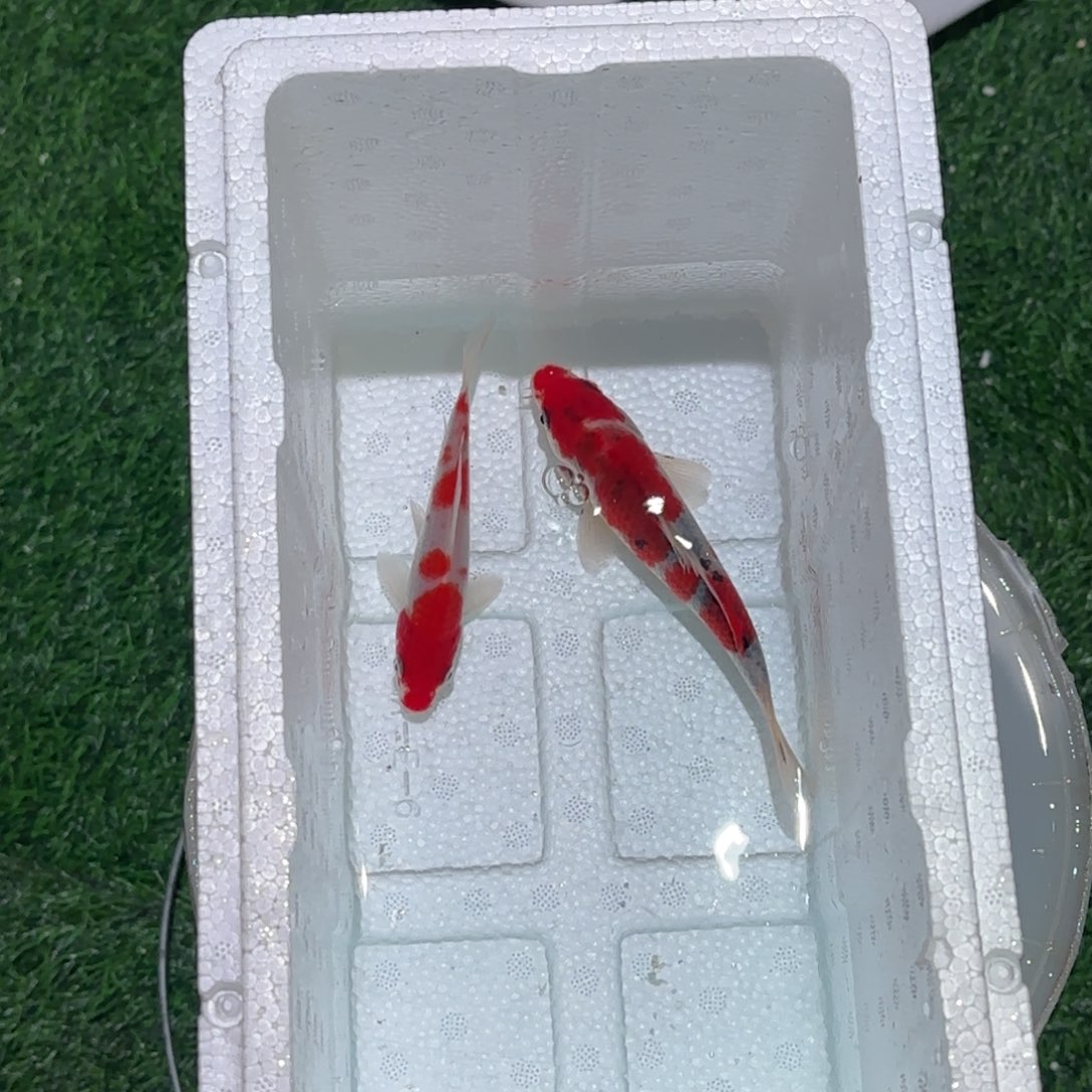 锦鲤锦鲤鱼观赏鱼锦鲤