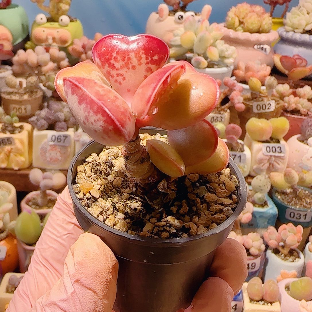 游***鱼T爱心水泡种粉色冰淇淋杯盆口4cm