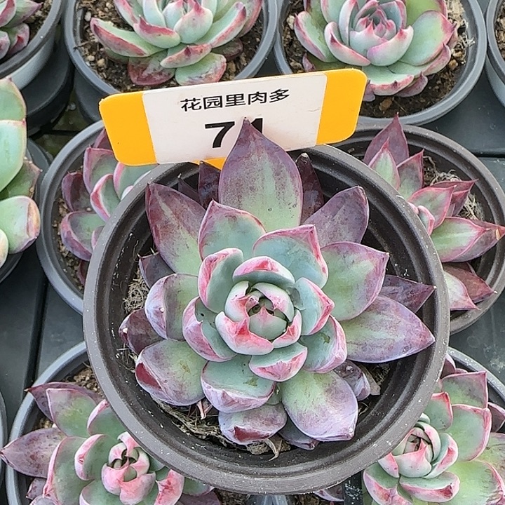 71 惊鸿仙子多肉植物6-9cm