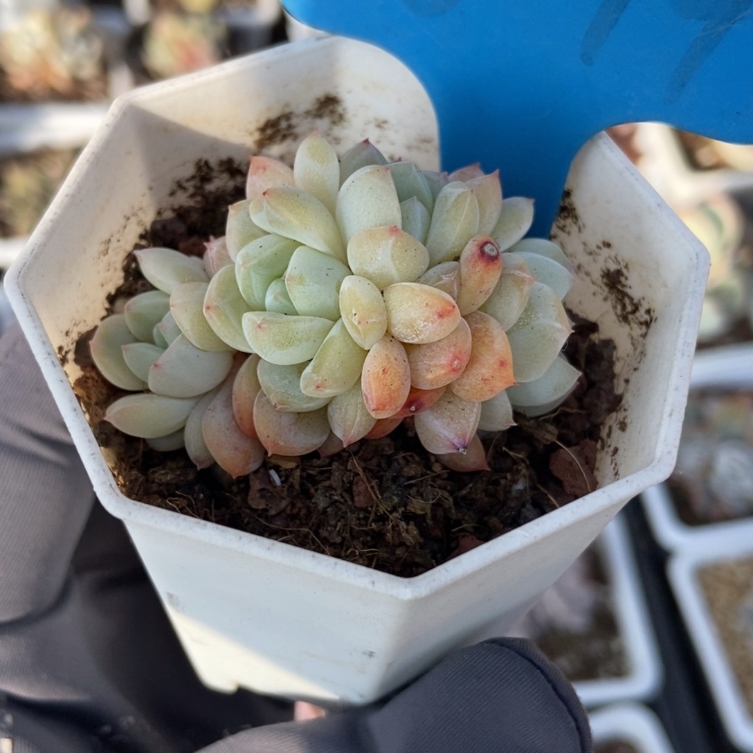 894幻梦多肉植物保护
