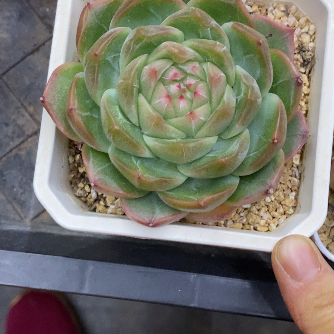 精品多肉一物一拍不包整381