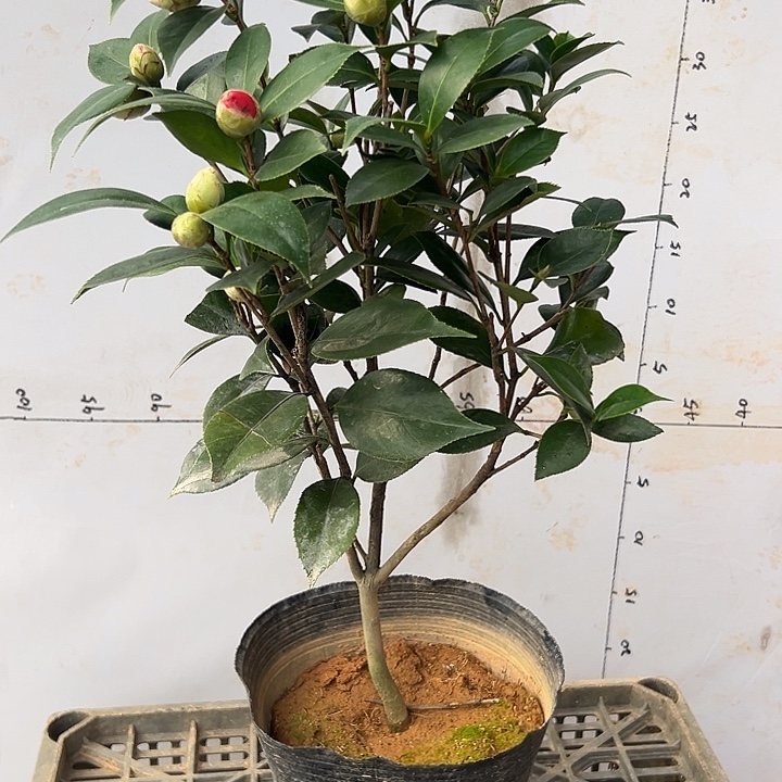 小***虞大部分花苞少量开放白五
