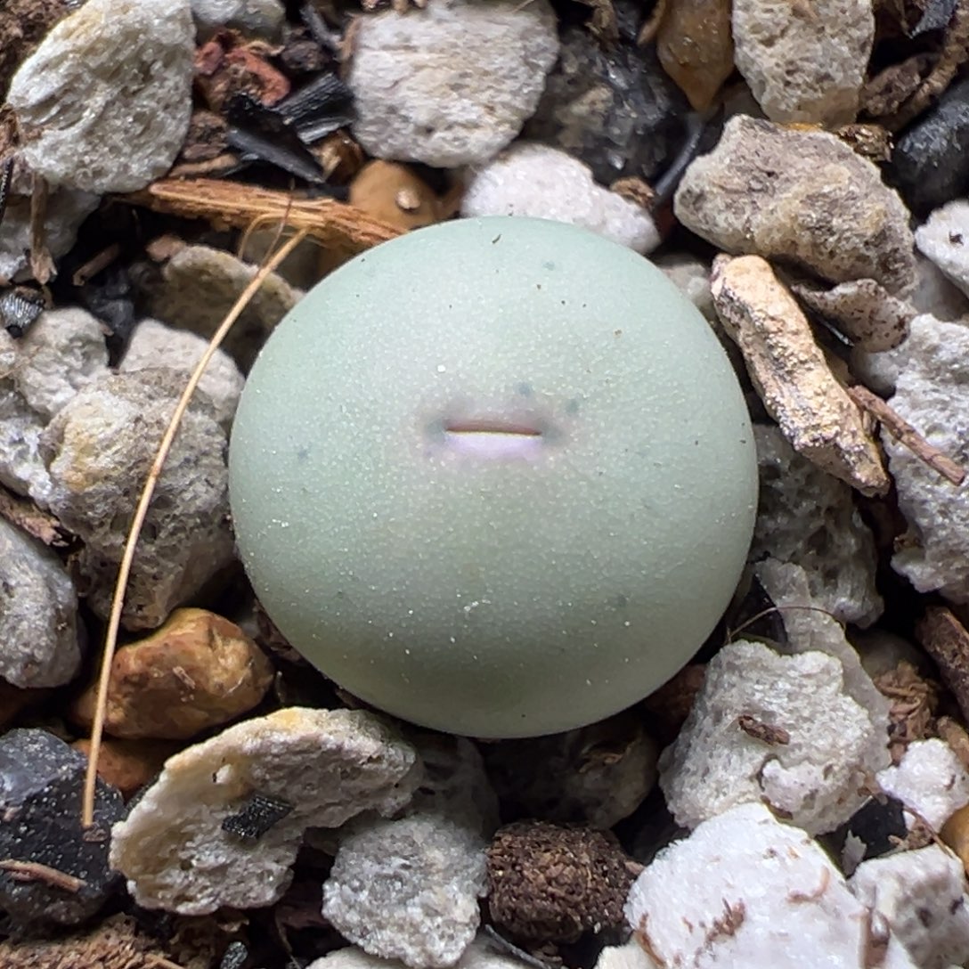 134，434v嘴小苗一物一拍