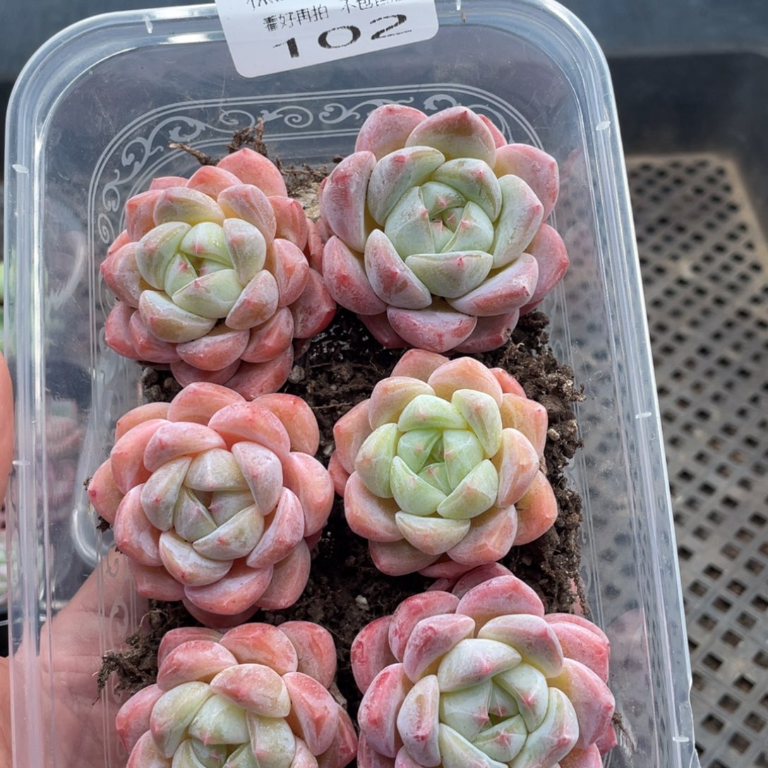 糕大上多肉植物102