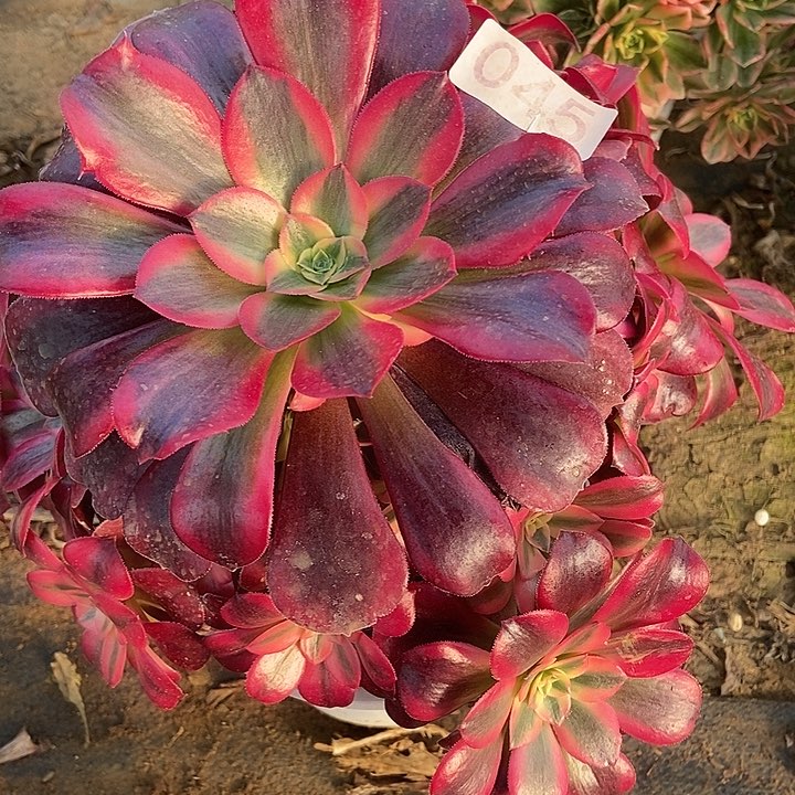 美杜莎多肉045多肉不包断