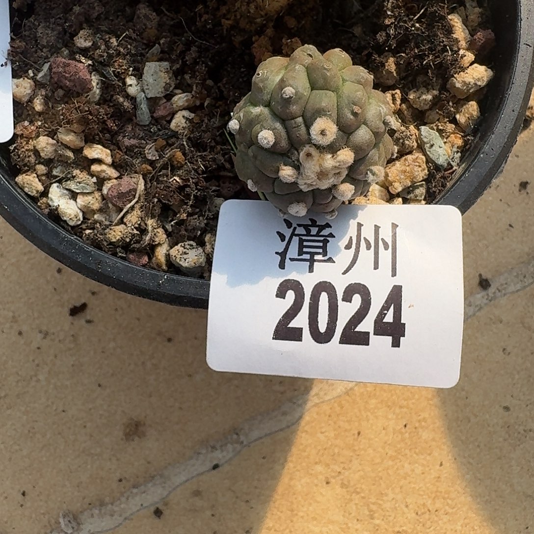 G***e2024悟空泰系兜泰国