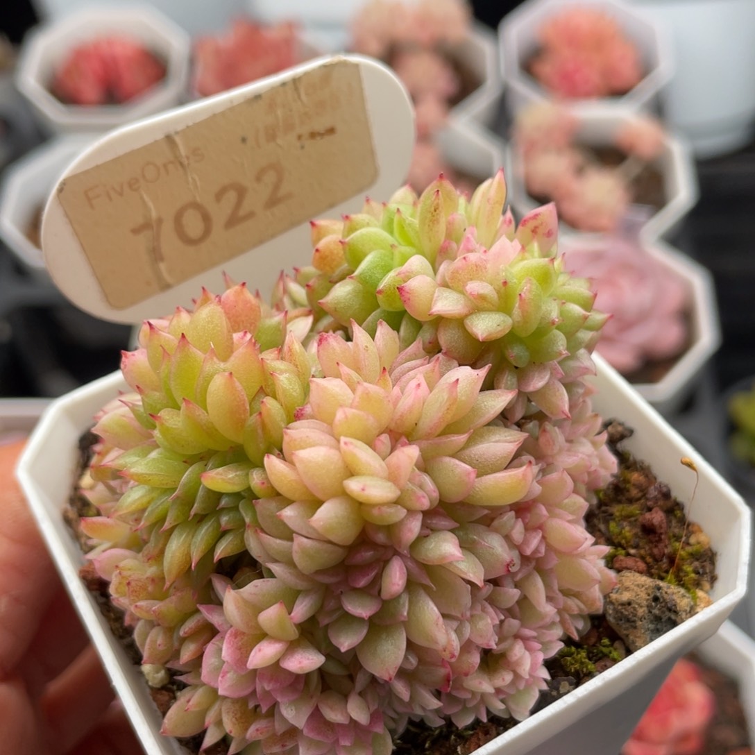 东云缀7022-5.5厘米