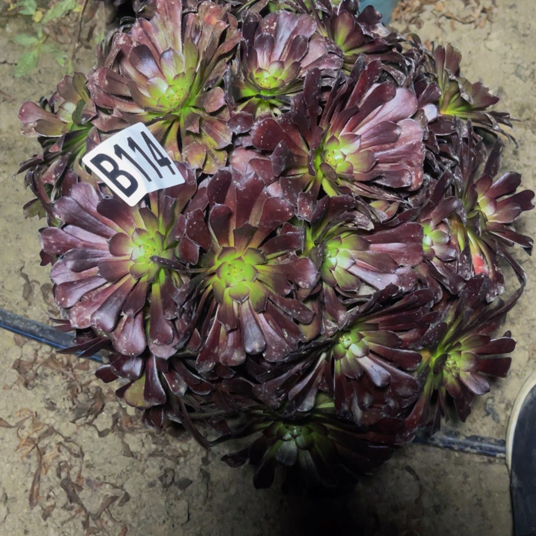 墨铜法师28/////////38包邮