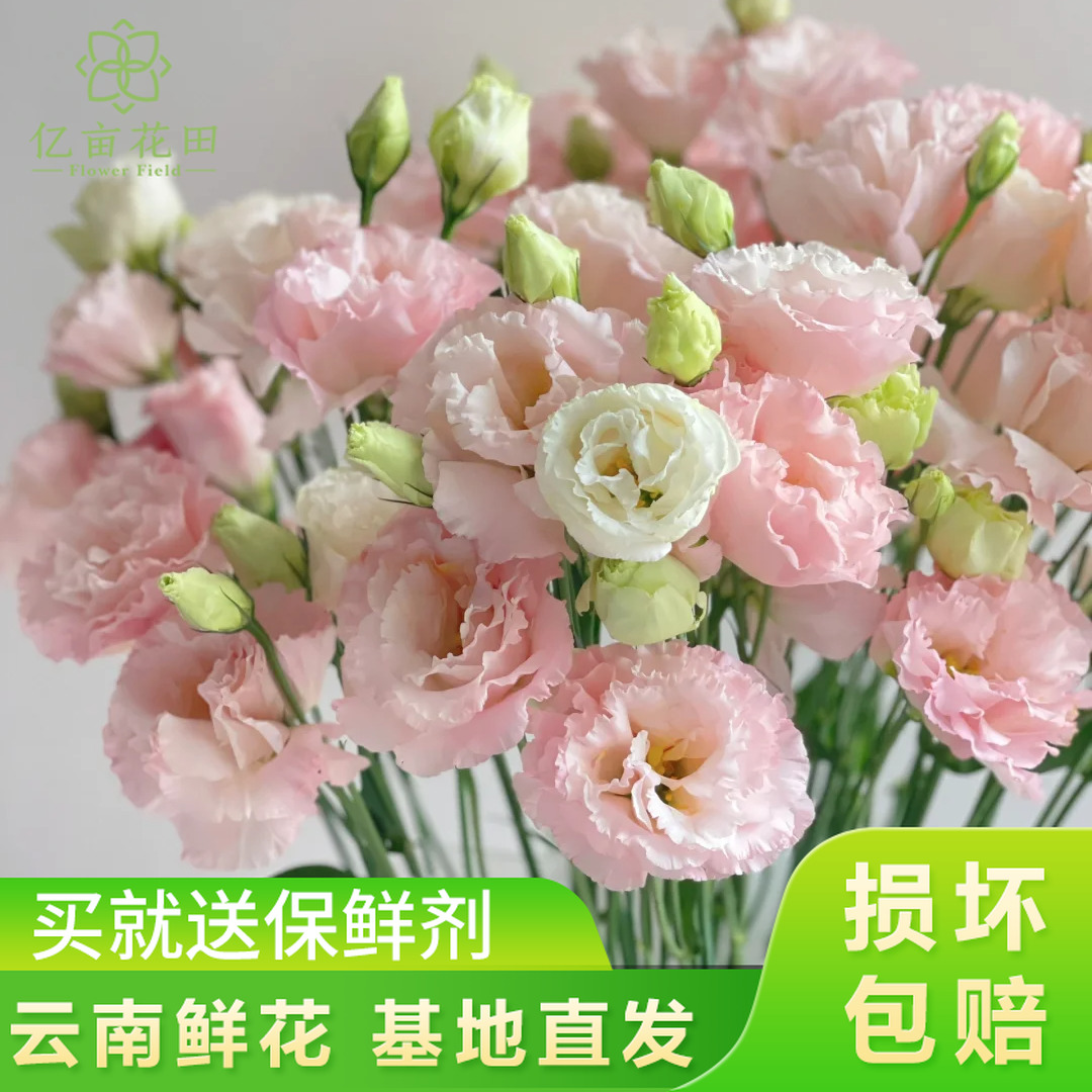 肉粉色洋桔梗400g【全店任意两件发顺丰京东】云南鲜花基地直发家用