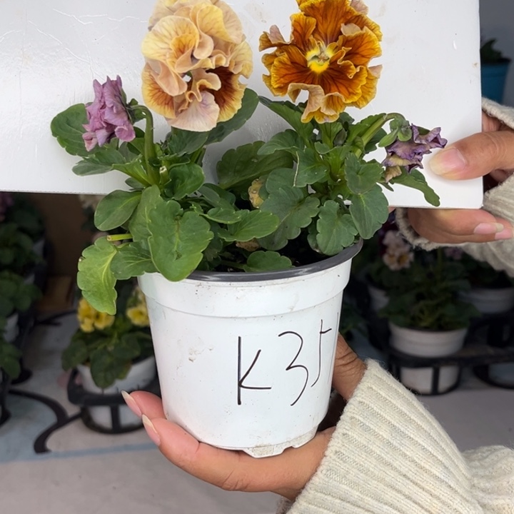 大部分花苞少量开放K351