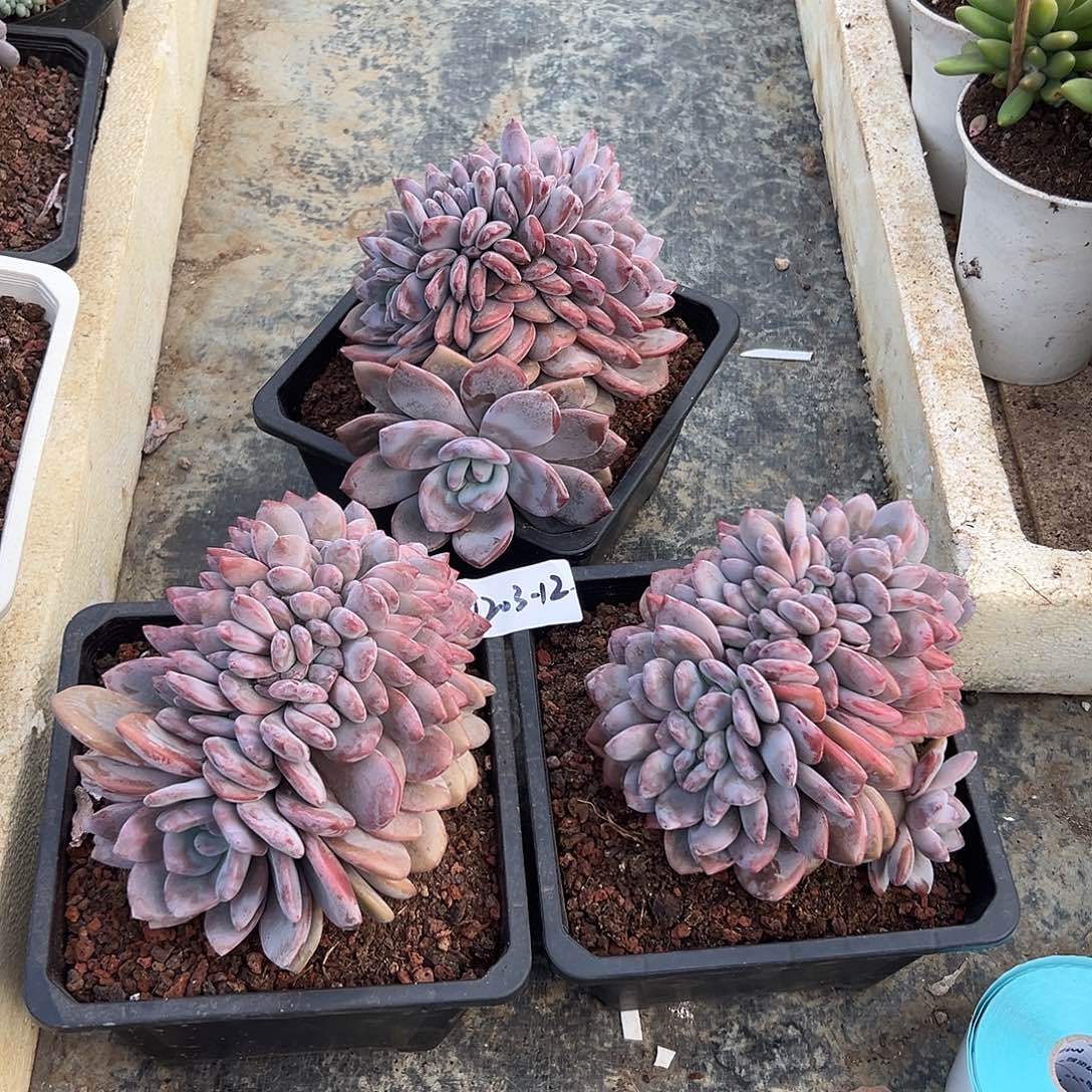 果***）1203+12奥橙组合3颗多肉