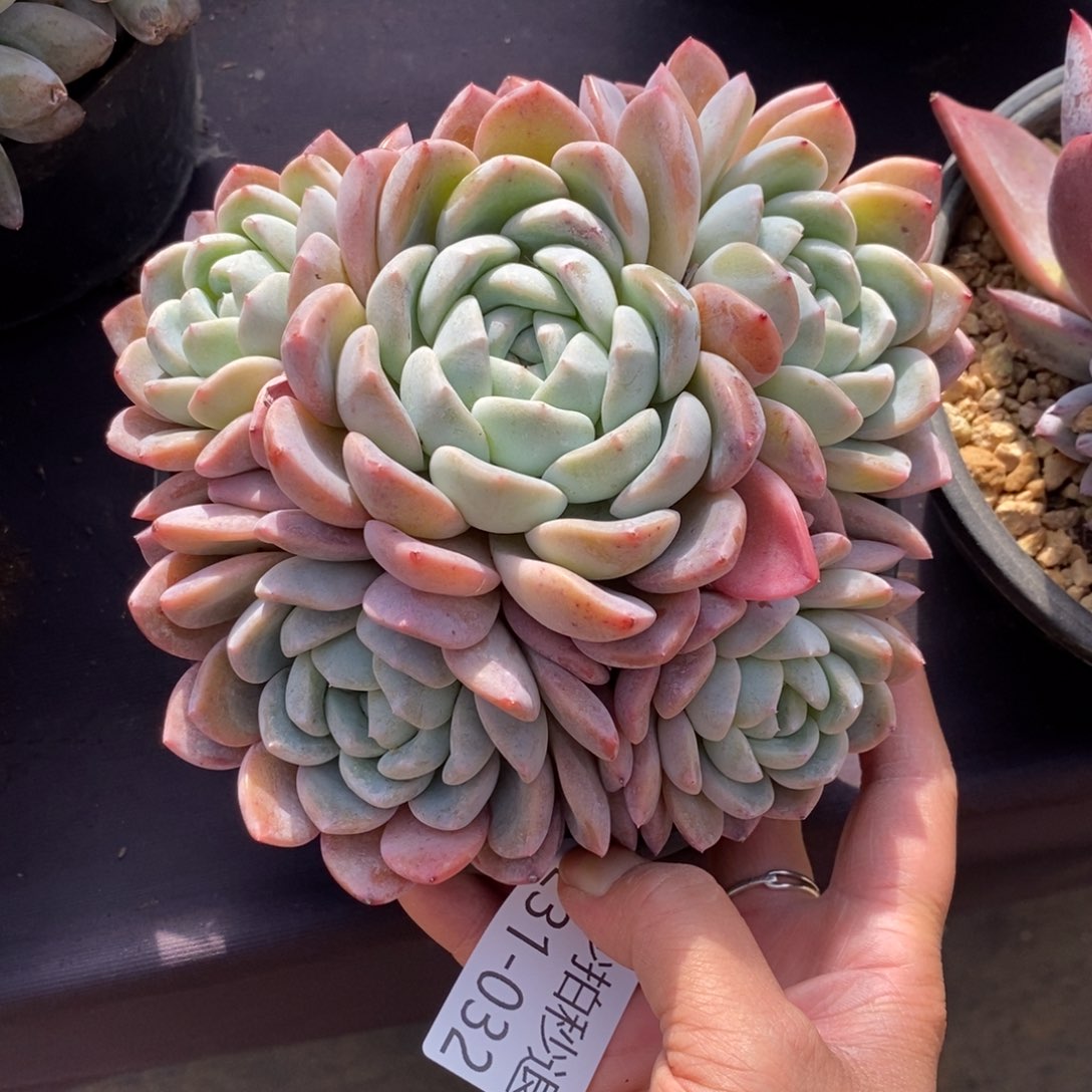 两单包邮1231-32不知名