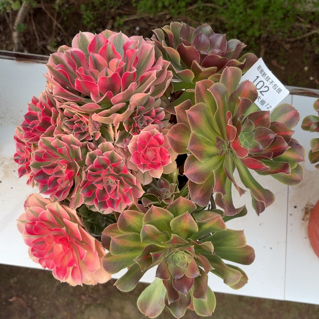 102粉女巫阴阳多肉植物