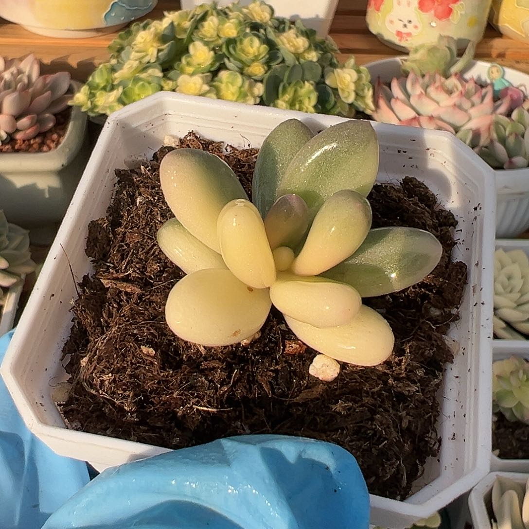 奶酪锦，多肉植物