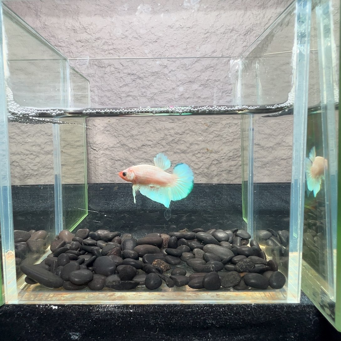 斗鱼阿浩泰斗24日46