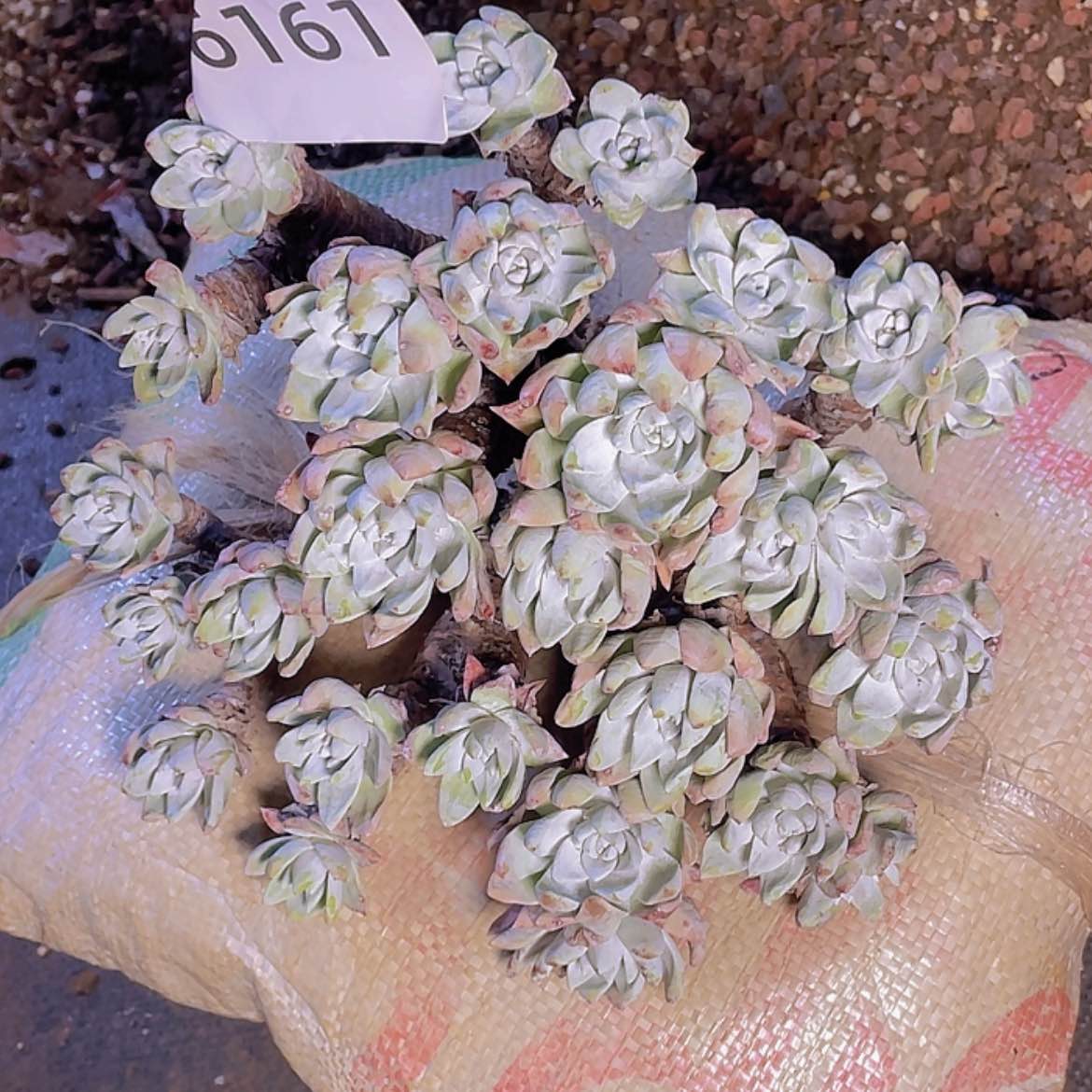 【闪购商品】猴****?瑕疵白菊苹果叶