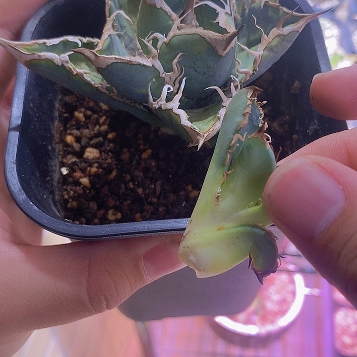 龙舌兰仁王冠 无名狂刺