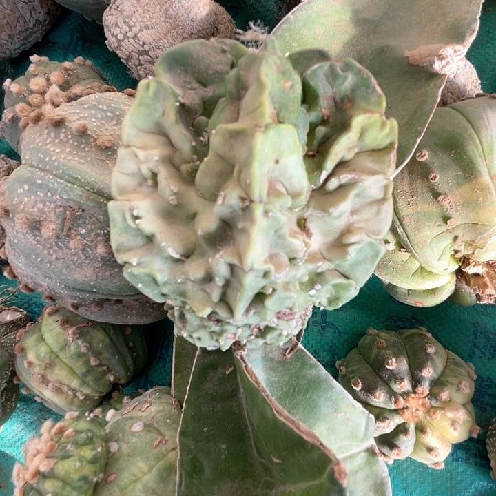 完全开放核桃核桃1