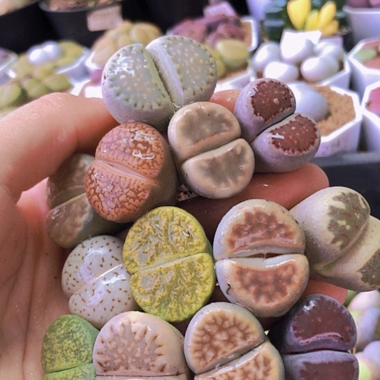 无花朵1343，2.3-3厘米