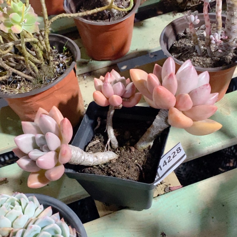 【闪购商品】多肉桃花源14228