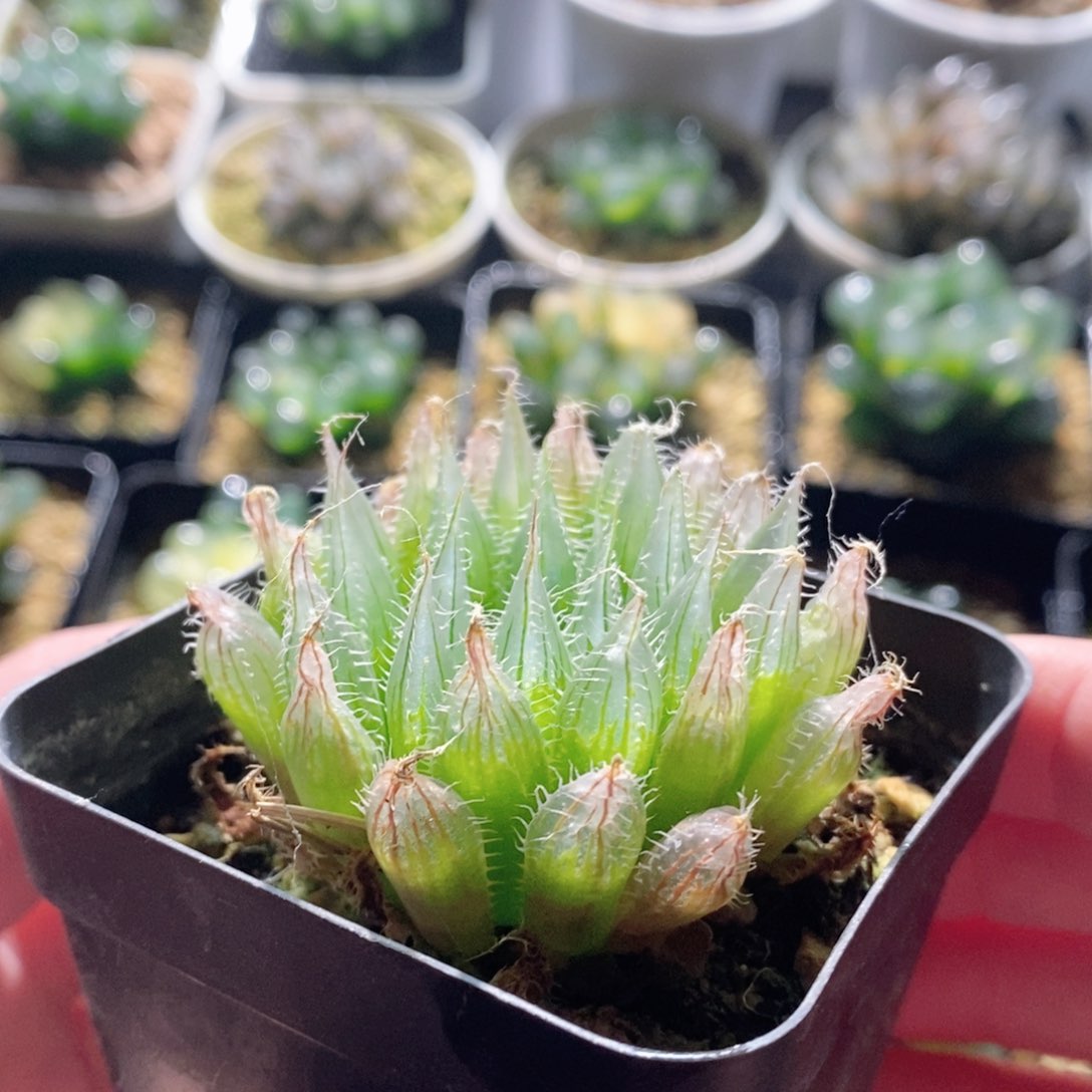 钻石实生针管玉露