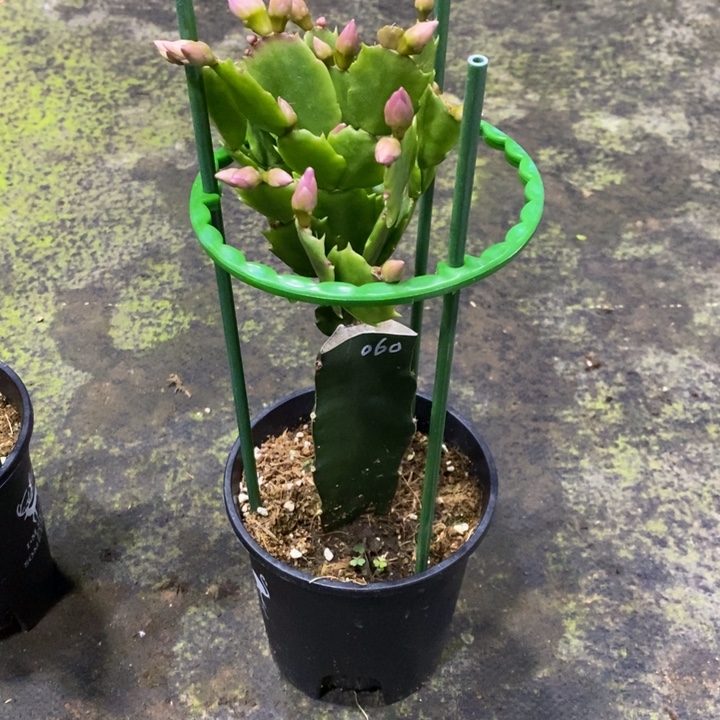 天***心AN060紫色重瓣蟹爪兰