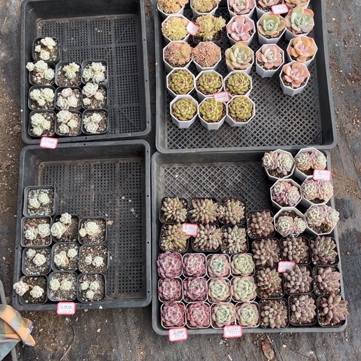 崔***姐多肉品种混发，，，，。。