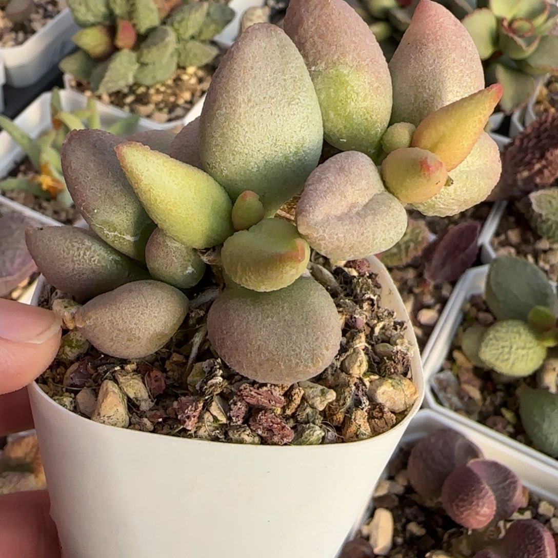 哈佛水泡多肉植物