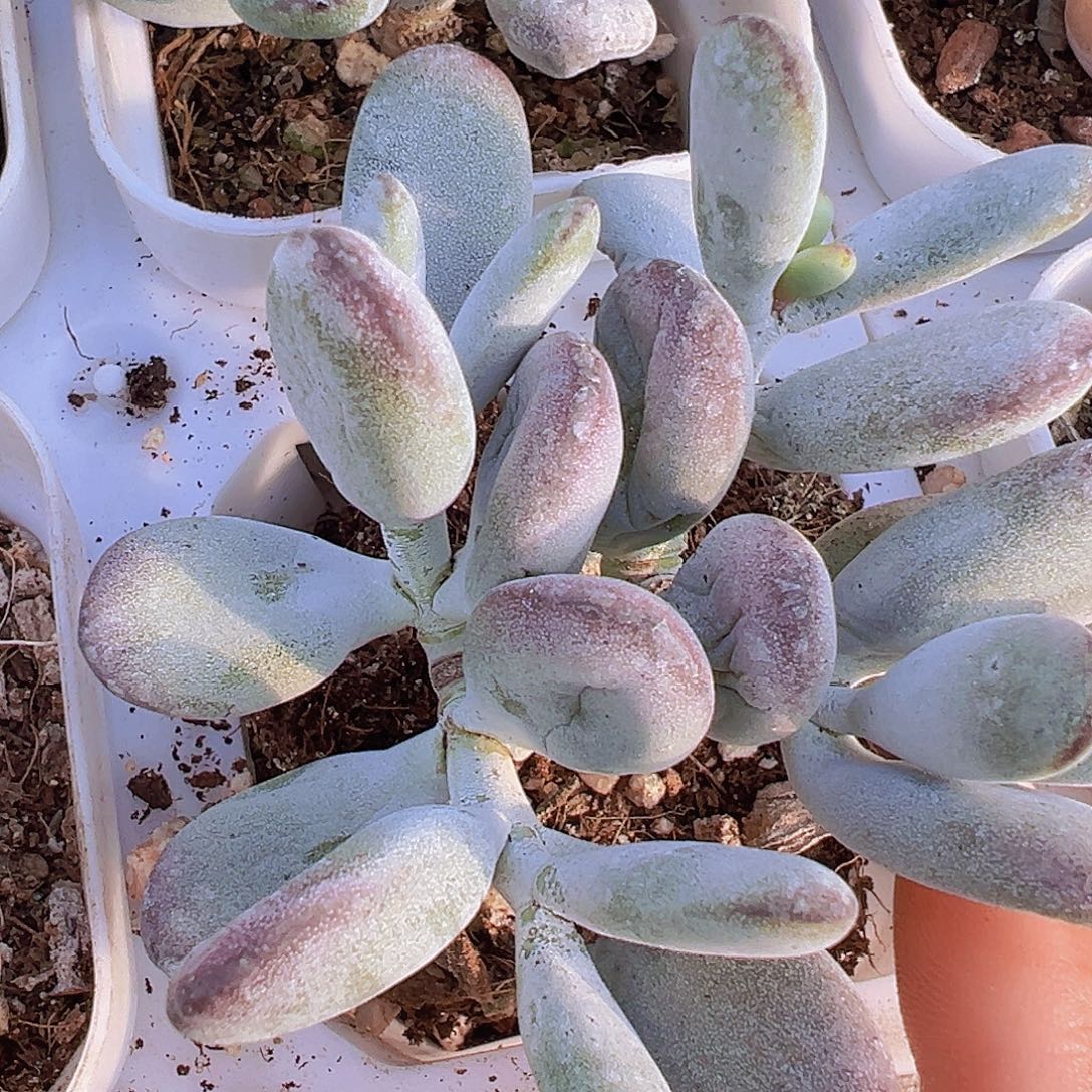 乒乓福娘19包邮多肉植物