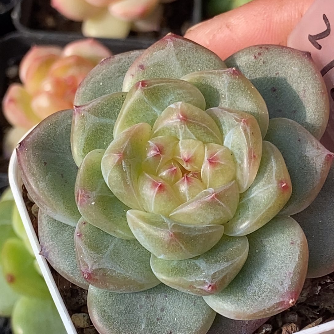 天官赐福百无禁忌