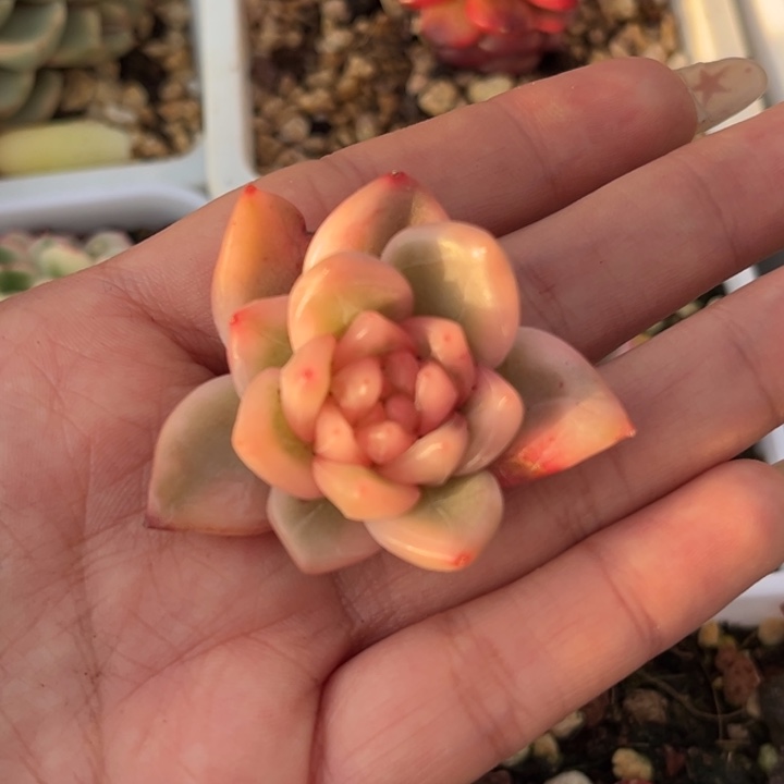 冰月亮锦一颗价格发货