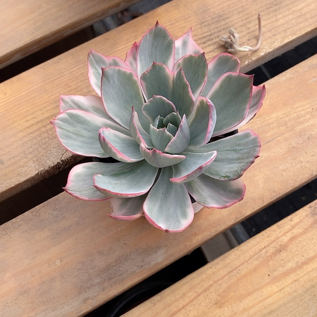 阿美星锦多肉植物老桩