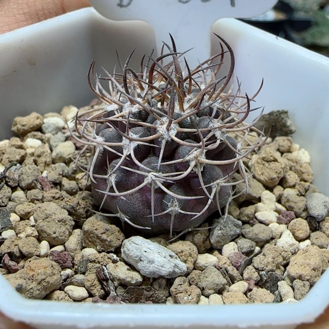 D-001实生紫肌逆豹丸。多肉