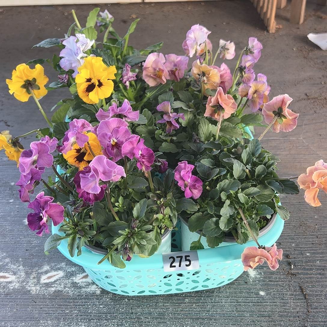 【闪购商品】275号