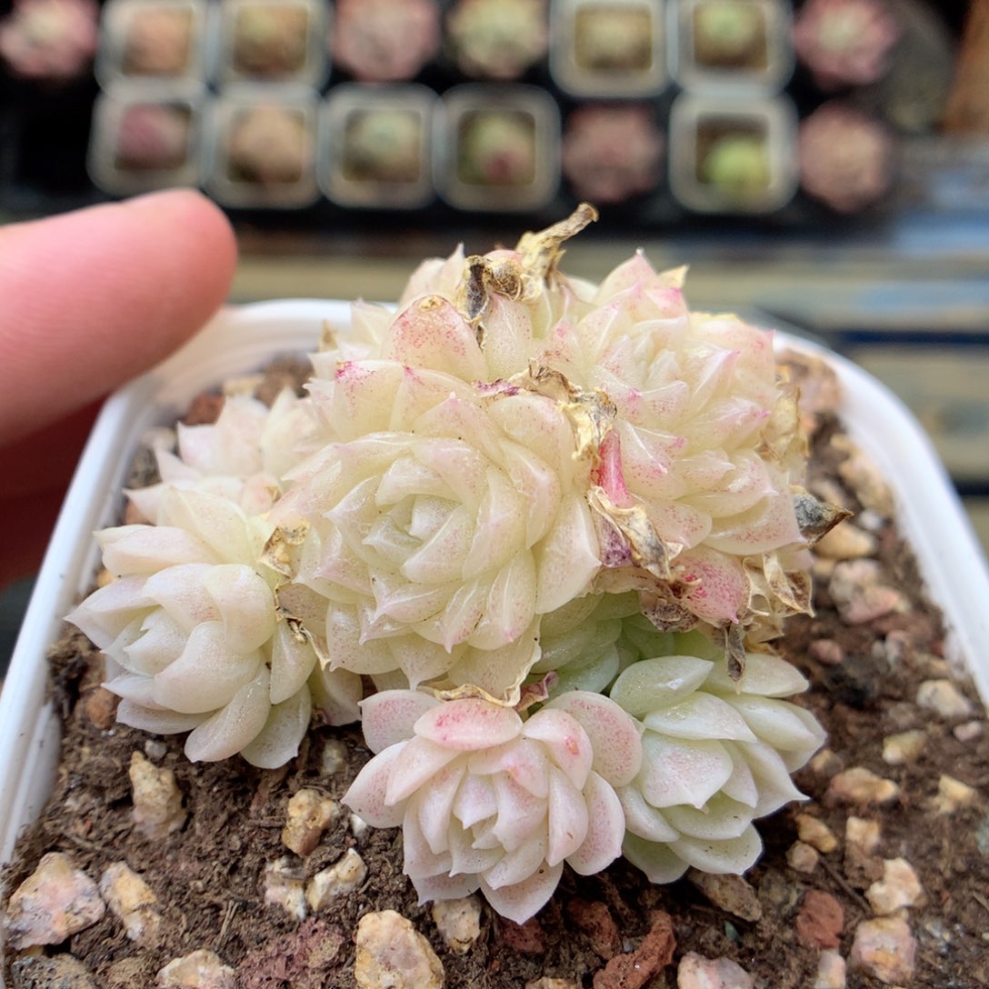 X167 ，20包邮两天凑单偏远不发货