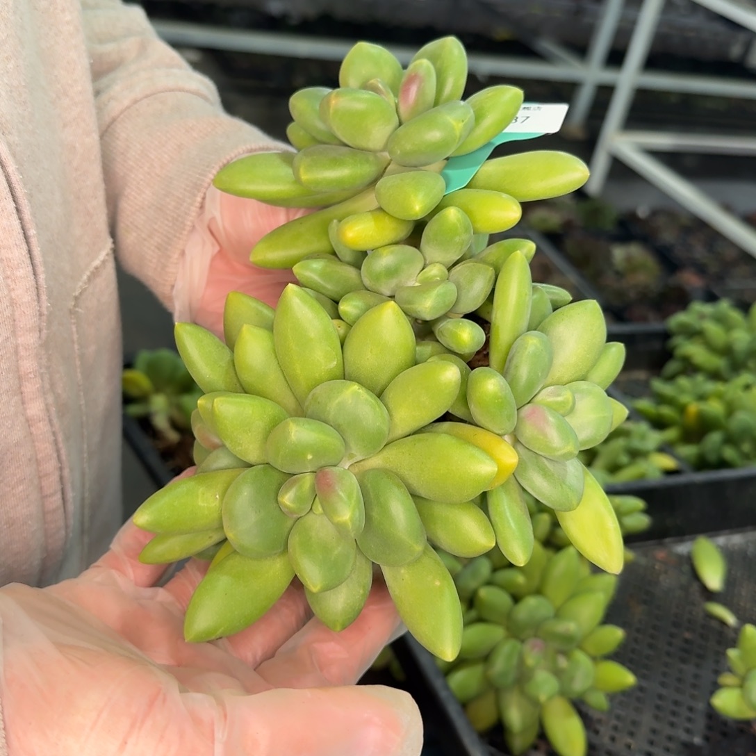 从前慢多肉精选编号1109.87