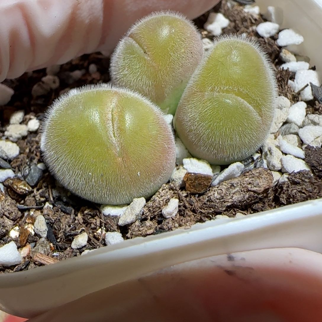 肉锥多肉植物百科30-长毛翠滴1270