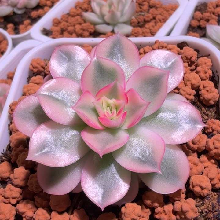 佩尔锦多肉植物一物一拍